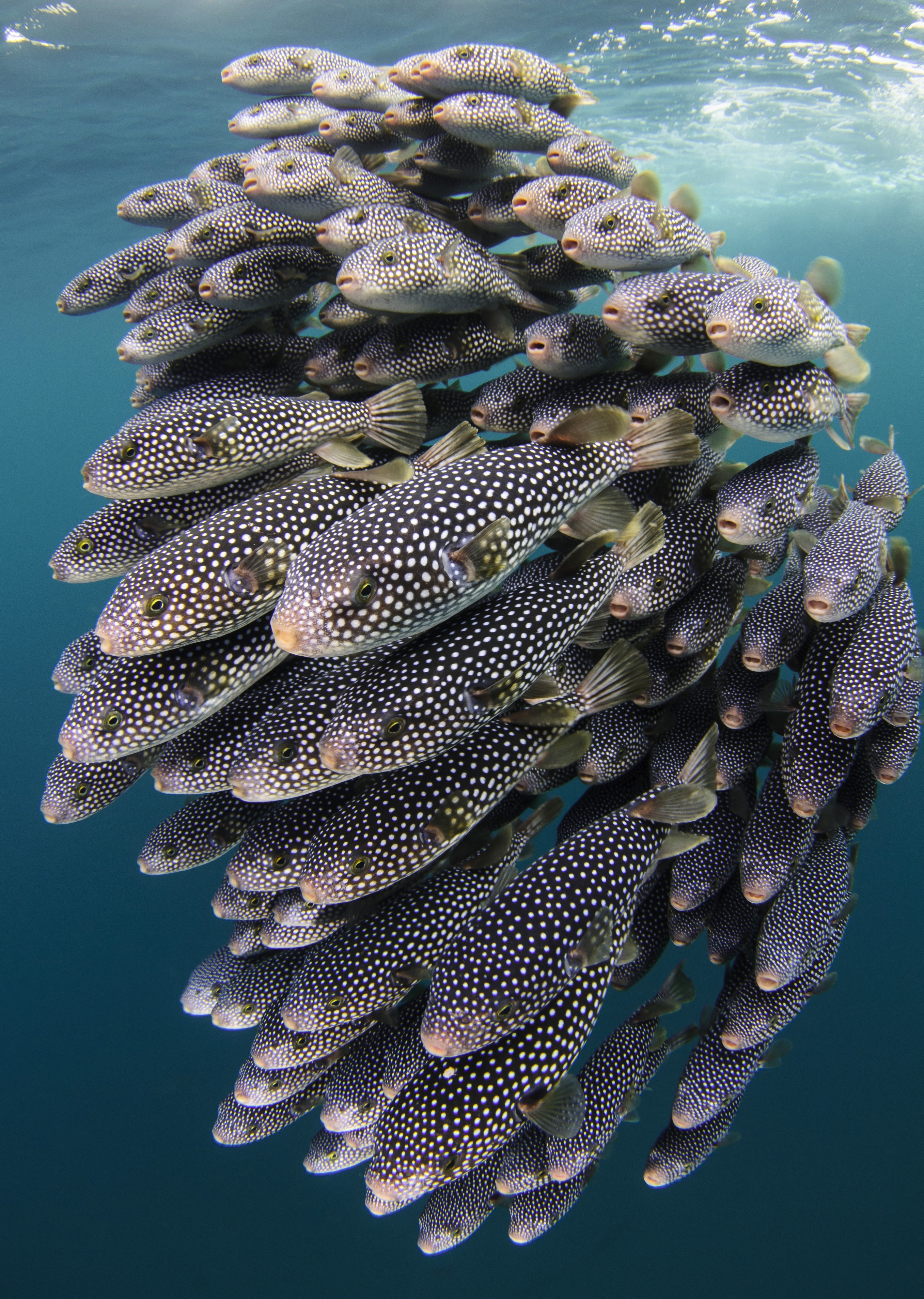 Starry Toados